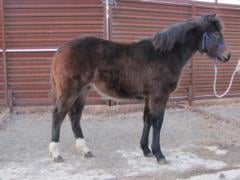 Whiskey Up Nala JW <BR>AQHA 5803232